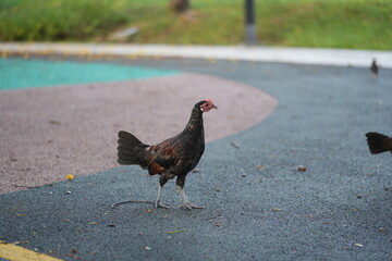 Oxford Old English Game Fowl with Bold Plumage and Form