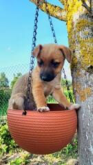 Cute puppy playing in a hanging planter under clear blue sky in a garden during daytime