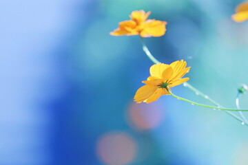 幻想的で美しいキバナコスモス