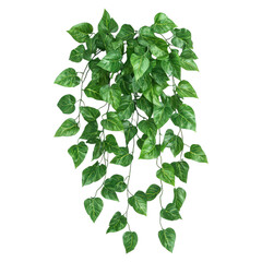 Fototapeta premium Lush Green Ivy Hanging Plant with Realistic Leaves isolated on transparent background.