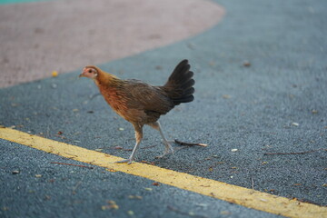 Oxford Old English Game Fowl with Bold Plumage and Form