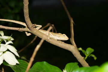Oriental Garden Lizard with Spiny Crest and Color Change