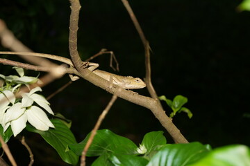Oriental Garden Lizard with Spiny Crest and Color Change