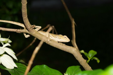 Oriental Garden Lizard with Spiny Crest and Color Change