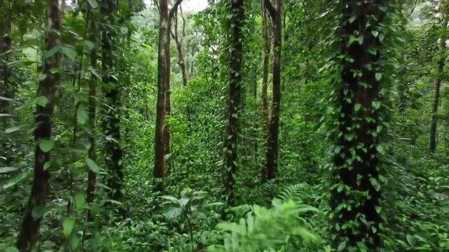 Walking through dense jungle with trees covered in vines, for use in travel websites