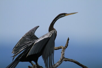 The Oriental darter (Anhinga melanogaster) is a water bird It has a long and slender neck with a straight, pointed bill , it hunts for fish while its body is submerged in water. 