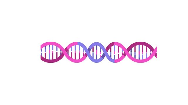 Seamless animated DNA double helix in vibrant pink and violet colors, smoothly flowing across a white background. Flat vector design ideal for educational videos, medical presentations, or genetic res
