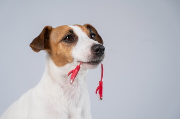 Jack Russell Terrier Dog Chewing Internet Wire. 