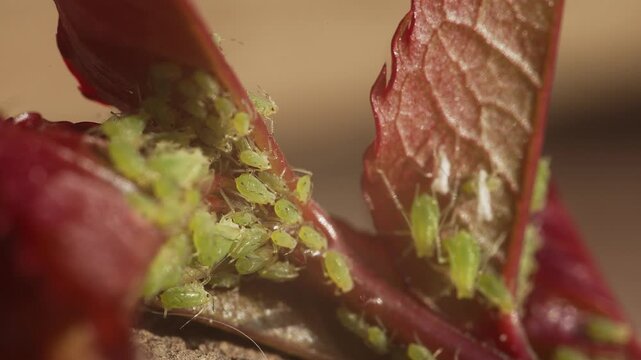 Aphids are small sap sucking insects. Insects that affect roses are often considered pests. 
