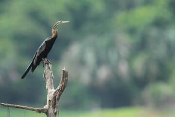 The Oriental darter (Anhinga melanogaster) is a water bird It has a long and slender neck with a straight, pointed bill , it hunts for fish while its body is submerged in water. 