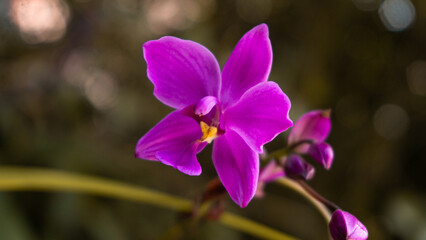 Purple ground orchid (Spathoglottis plicata) blooming with warm-toned leaves, tropical flower captured in soft sunlight with natural earthy background