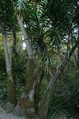 Trees of Dracaena species tower, their trunks embrace moss in a misty forest setting
