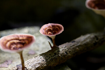 Close-up of mushroom growing on tree branch