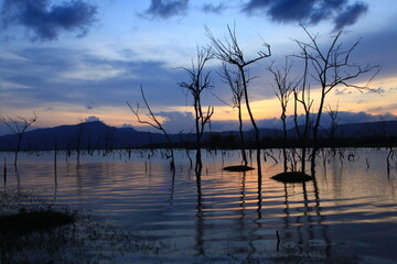 Reflection of a group of dead trees in Phra Prong Reservoir. 
Srakaew province, THAILAND