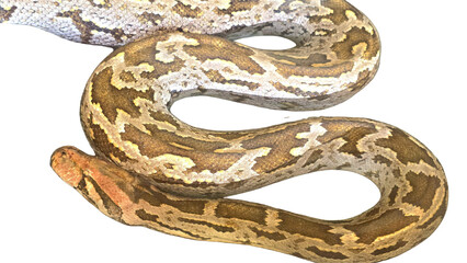 Indian Rock Python (Python molurus) with Copy Text Space. Powerful Reptile Element for Wildlife, Jungle, and Conservation-Themed Designs. PNG File