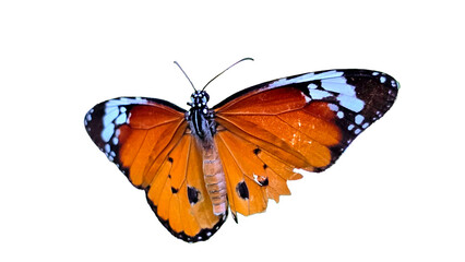  Plain Tiger Butterfly (Danaus chrysippus) with Copy Text Space. Vibrant Insect Element for Nature, Pollination, and Garden-Themed Designs. PNG File