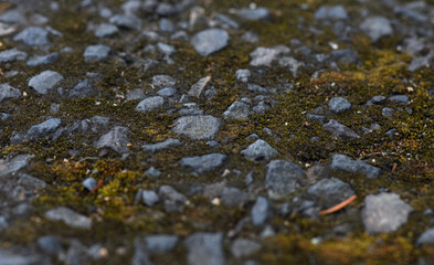 Moss in between the rocks of the asphalt
