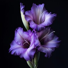 Purple gladiolus flower 
