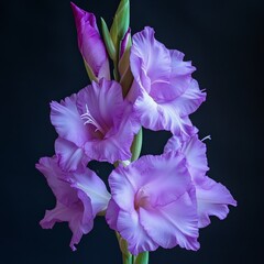 Purple gladiolus flower