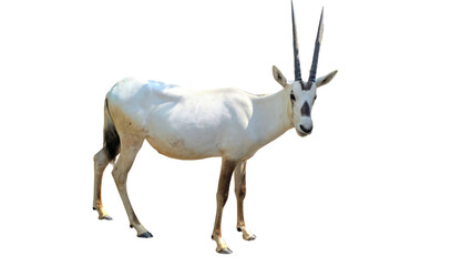 Arabian Oryx (Oryx leucoryx) Isolated on White Background – Desert Antelope PNG