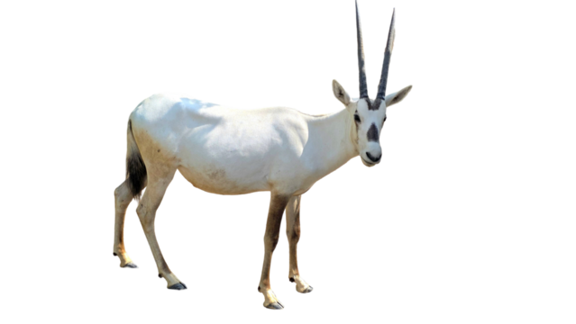 Arabian Oryx (Oryx leucoryx) Isolated on White Background – Desert Antelope PNG
