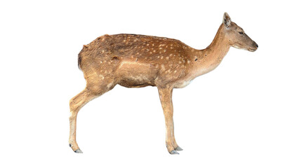 Fototapeta premium Cheetal Fawn (Axis axis) Female – Isolated Young Spotted Deer on White Background PNG