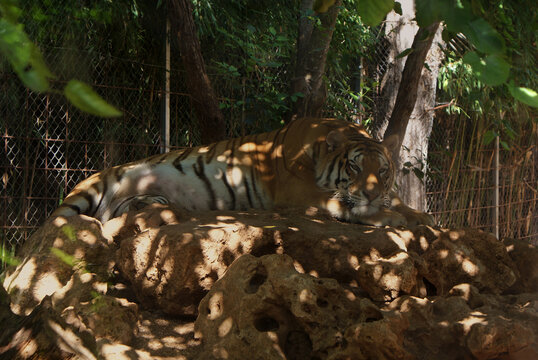 Calm and relaxed male Bengal tiger resting on rocks in shaded zoo enclosure, Santa Eugènia, Mallorca. Big cats, conservation, endangered species, captivity animals, zoological park, Asian wildlife. - Powered by Adobe