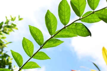 green leaf with water drop in the garden, blue sky and white cloud background in springtime