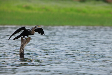 The Oriental darter (Anhinga melanogaster) is a water bird It has a long and slender neck with a straight, pointed bill , it hunts for fish while its body is submerged in water. 