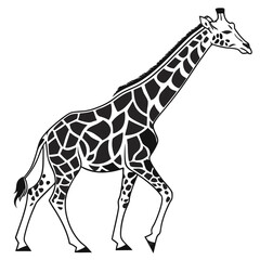 Fototapeta premium A black and white illustration portrays a giraffe walking showcasing its