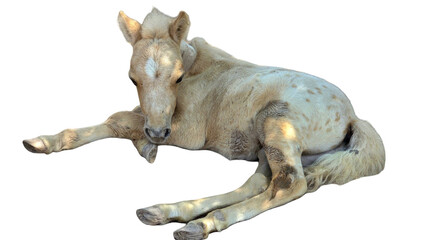 Baby Pony Horse with Copy Text Space. Adorable Young Animal Element for Farm, Nature, and Children-Themed Designs. PNG File
