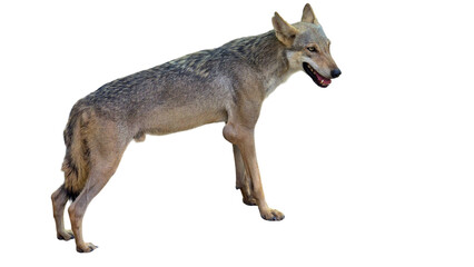  Indian Wolf (Canis lupus pallipes) with Copy Text Space. Fierce and Elusive Predator Element for Wildlife, Nature, and Conservation-Themed Designs. PNG File
