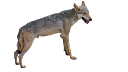  Indian Wolf (Canis lupus pallipes) with Copy Text Space. Fierce and Elusive Predator Element for Wildlife, Nature, and Conservation-Themed Designs. PNG File