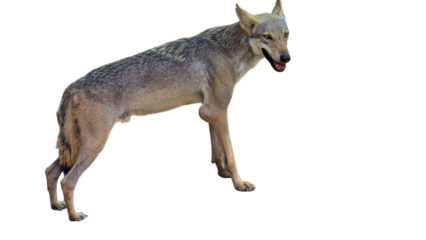  Indian Wolf (Canis lupus pallipes) with Copy Text Space. Fierce and Elusive Predator Element for Wildlife, Nature, and Conservation-Themed Designs. PNG File