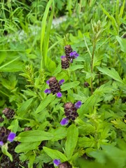 Prunella vulgaris