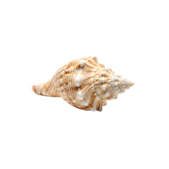Detailed Spiral Seashell with Intricate Patterns.