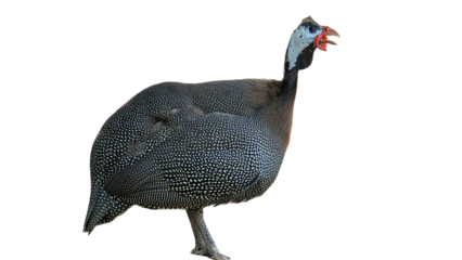 Guinea Fowl (Numida meleagris) with Copy Text Space. Spotted Ground Bird Element for Wildlife, Farm, and Ornithology-Themed Designs. PNG File