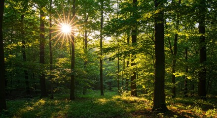 Obraz premium Sunlit Green Forest Landscape