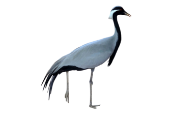 Domicile Crane with Copy Text Space. Heavy Lifting Equipment Element for Construction, Engineering, and Industrial-Themed Designs. PNG File