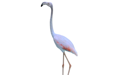 Flamingo with Copy Text Space. Elegant Wading Bird Element for Nature, Wetland, and Tropical-Themed Designs. PNG File