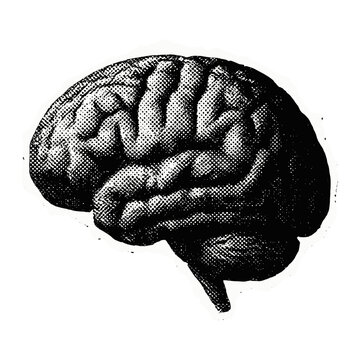 Vintage brain illustration design  vector