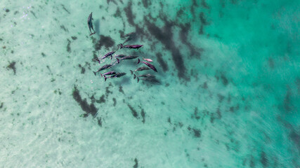 Dolphins playing 