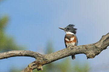   Side profile of a belted kicgfisher.