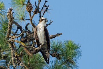  Osprey perched on tree branch.