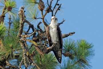  Perched Osprey looks at camera.