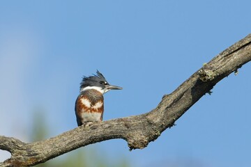  Belted kingfisher on a branch.