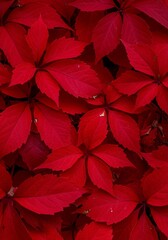 Red Autumn Leaves Close Up Texture