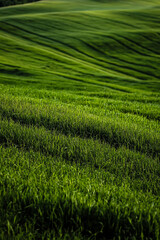 Obraz premium A green grassy field with intricate geometric designs, creating an elegant, contemporary, and visually stunning modern aesthetic.
