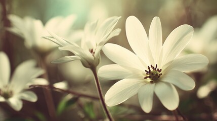 Fototapeta premium Soft-focus close-up of delicate white flowers with numerous petals, illuminated by sunlight, set against a blurred, muted background of greenery