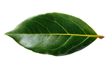 Single vibrant green leaf with intricate vein details against a stark transparent backdrop
